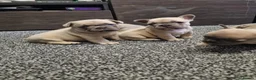 French Bulldog dogs for sale: 3 quality French bulldog girls ready to leave - Advert 8