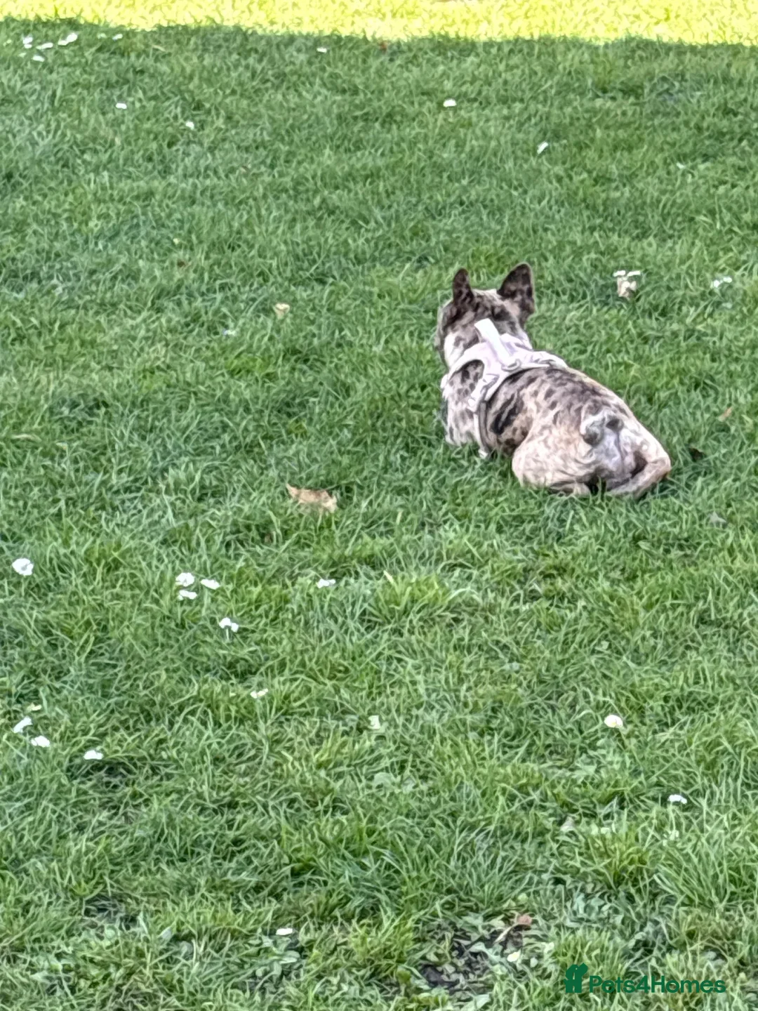 French Bulldog dogs for sale: French bulldog - Advert 2