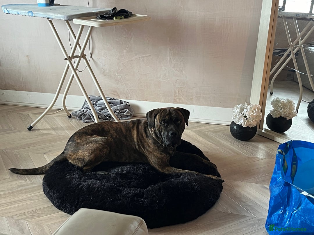 Presa Canario dogs for sale: Presa canario male  - Image 3