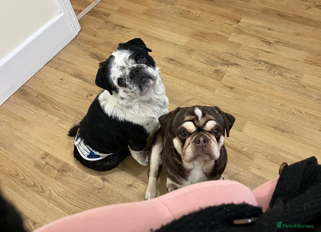 Pug dogs for sale: KC registered Pug Puppies - Advert 2