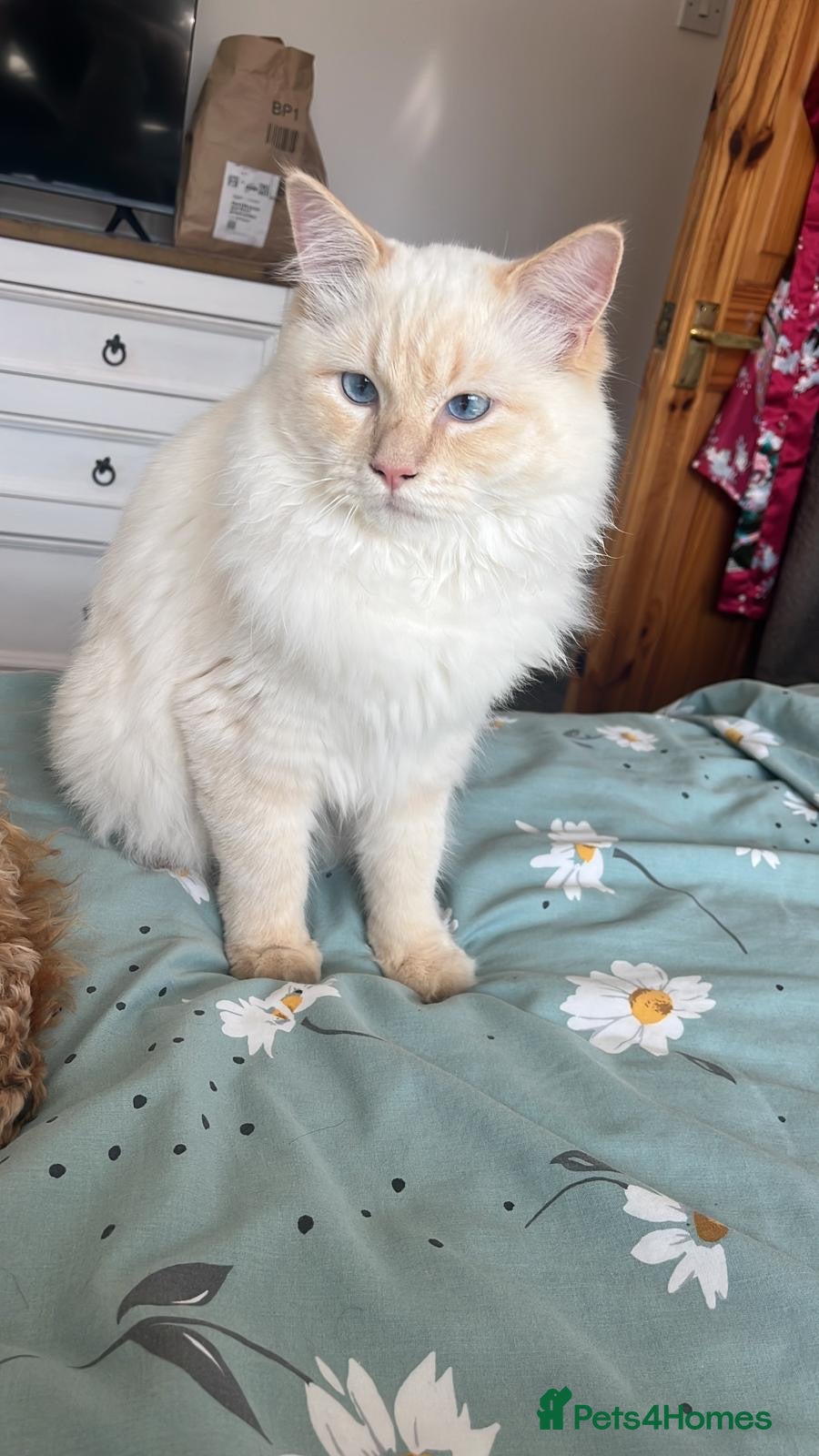 Ragdoll cats Male Ragdoll cat (neutered) 10 months  - Advert 1
