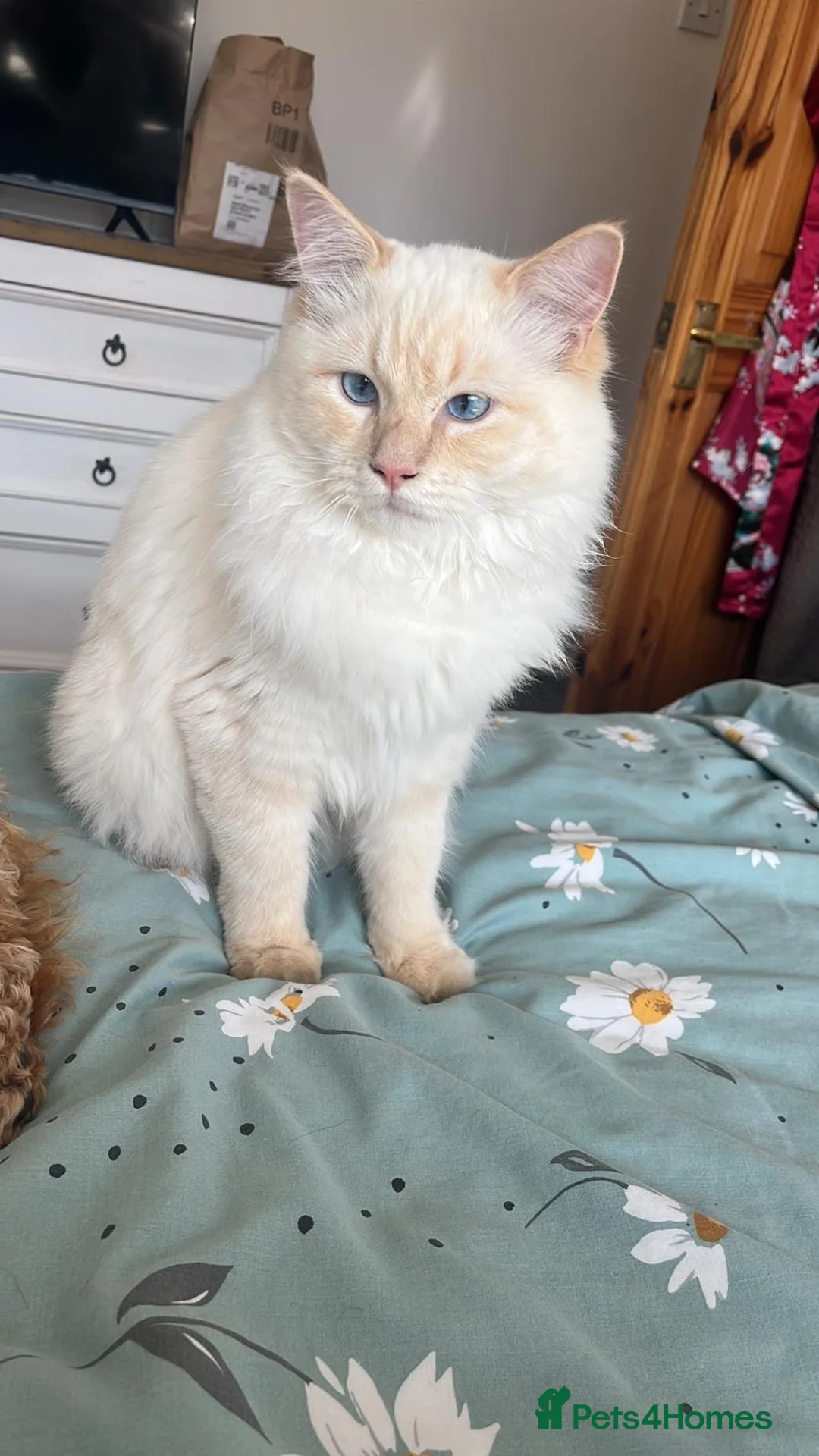 Ragdoll cats for sale: Male Ragdoll cat (neutered) 10 months  in Hartlepool - Advert 1