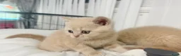 British Shorthair cats for sale: ⭐️ 6 BRITISH CREAM SHORTHAIR ⭐️ - Advert 7