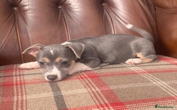 Jack Russell dogs for sale: Fantastic litter of miniature jr rare  colours  - Image 24