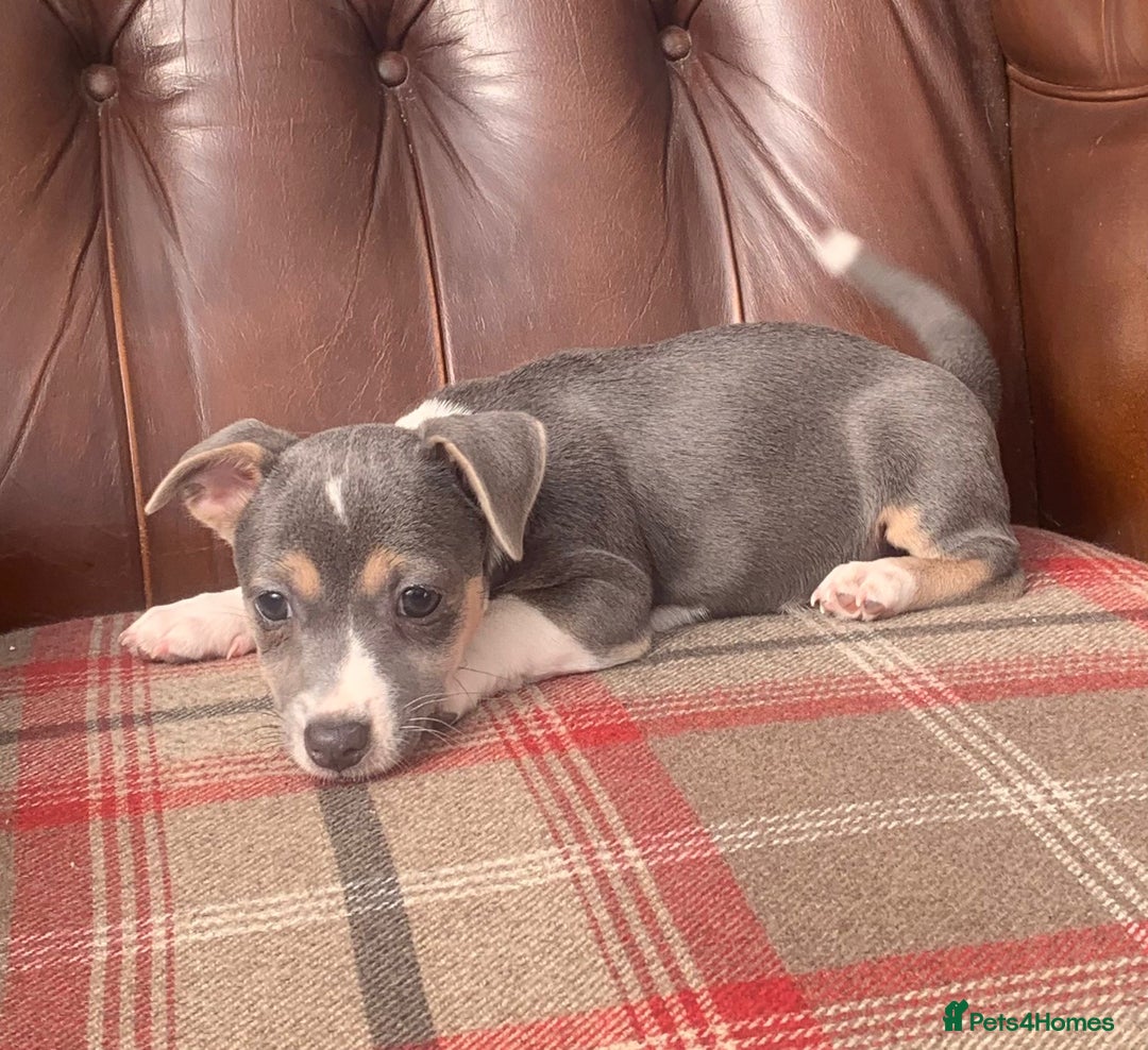 Jack Russell dogs for sale: Fantastic litter of miniature jr rare  colours  - Image 24