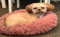 Shih Tzu dogs for stud: Shih Tzu for stud - Image 4