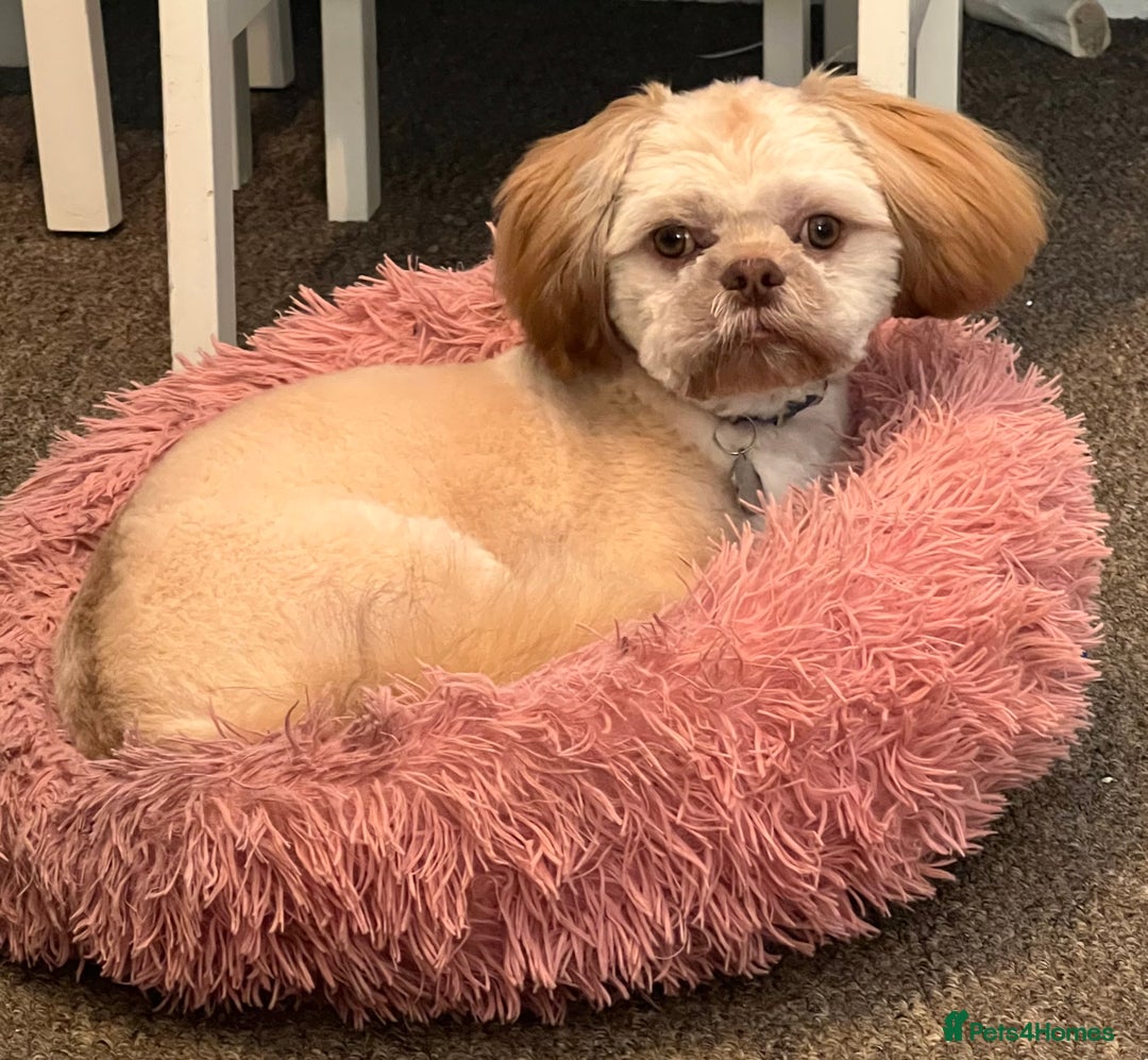 Shih Tzu dogs for stud: Shih Tzu for stud - Image 4