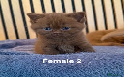 British Shorthair cats for sale: Chocolate/lilac - all cinnamon carriers  - Image 6