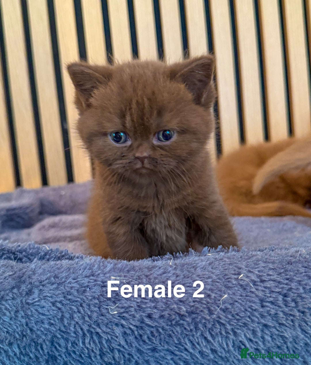 British Shorthair cats for sale: Chocolate/lilac - all cinnamon carriers  - Image 6