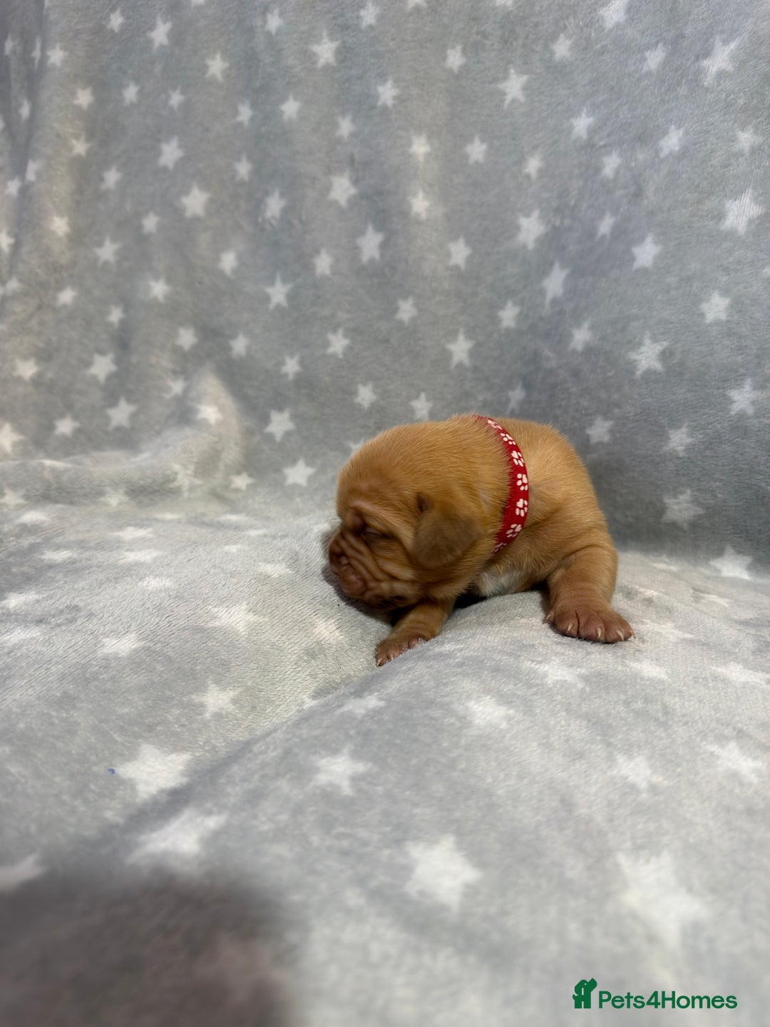 Dogue De Bordeaux dogs for sale: Beautiful Dogue De Bordeaux Puppies - Advert 19
