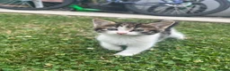 Mixed Breed cats for sale: 4 gorgeous fluffy and friendly kittens! - Advert 12