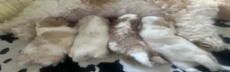 Cavachon dogs for sale: Beautiful cavachon puppies  - Advert 10