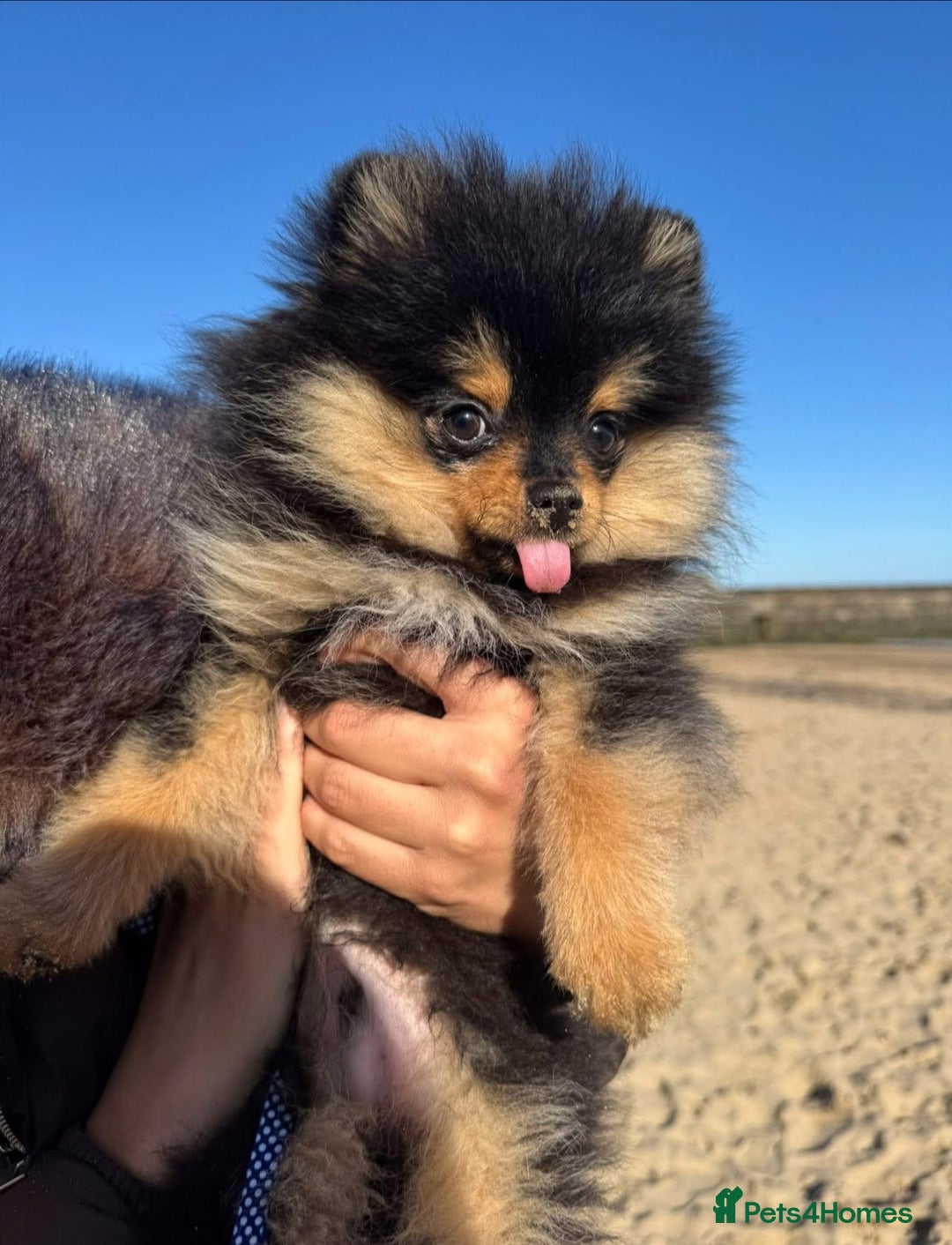 Pomeranian dogs for stud: Prince available for stud services  - Advert 9
