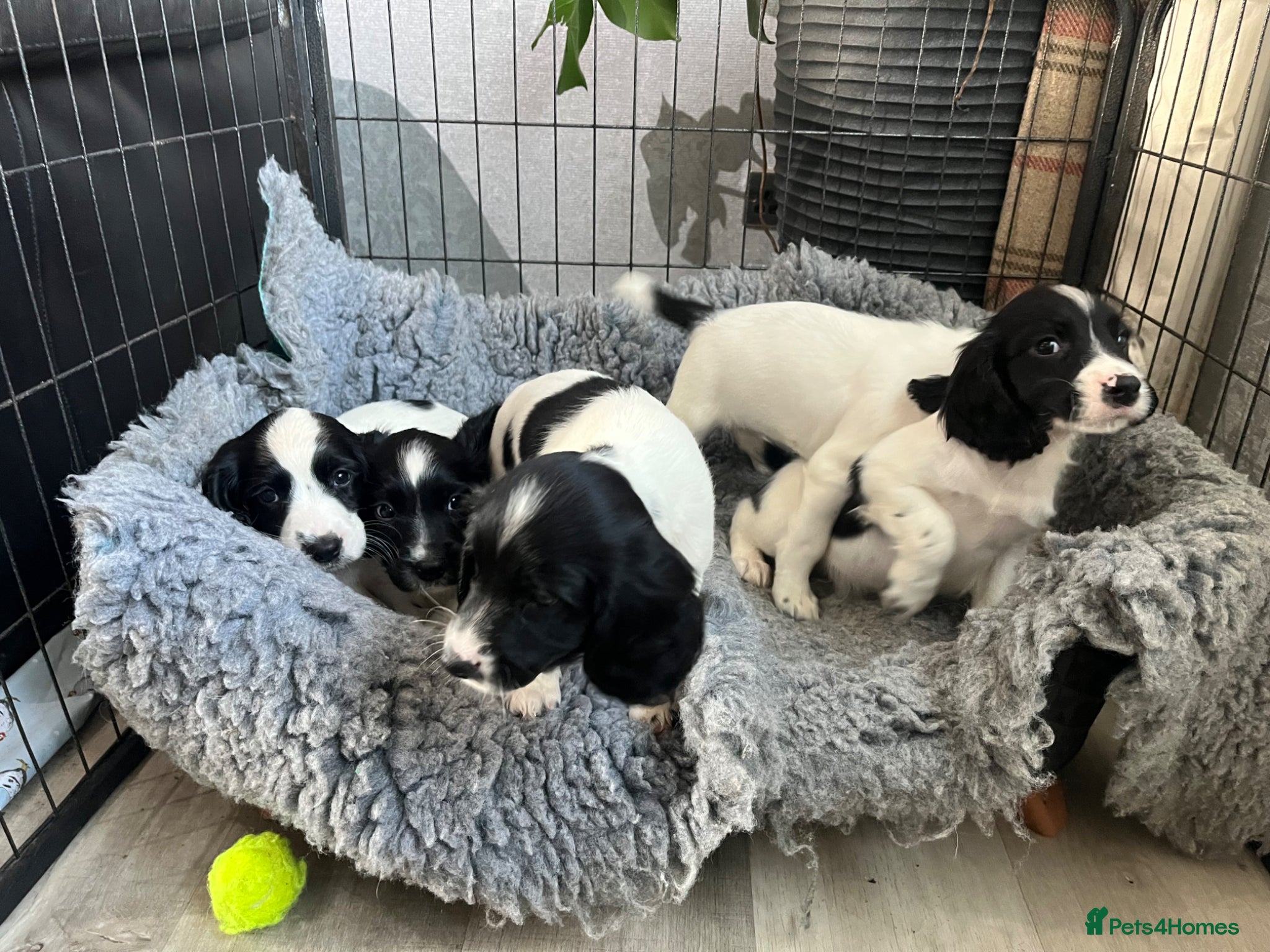 English Springer Spaniel dogs Springer Spaniel  - Advert 2