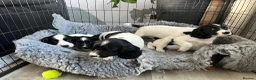 English Springer Spaniel dogs for sale: Springer Spaniel  - Advert 2