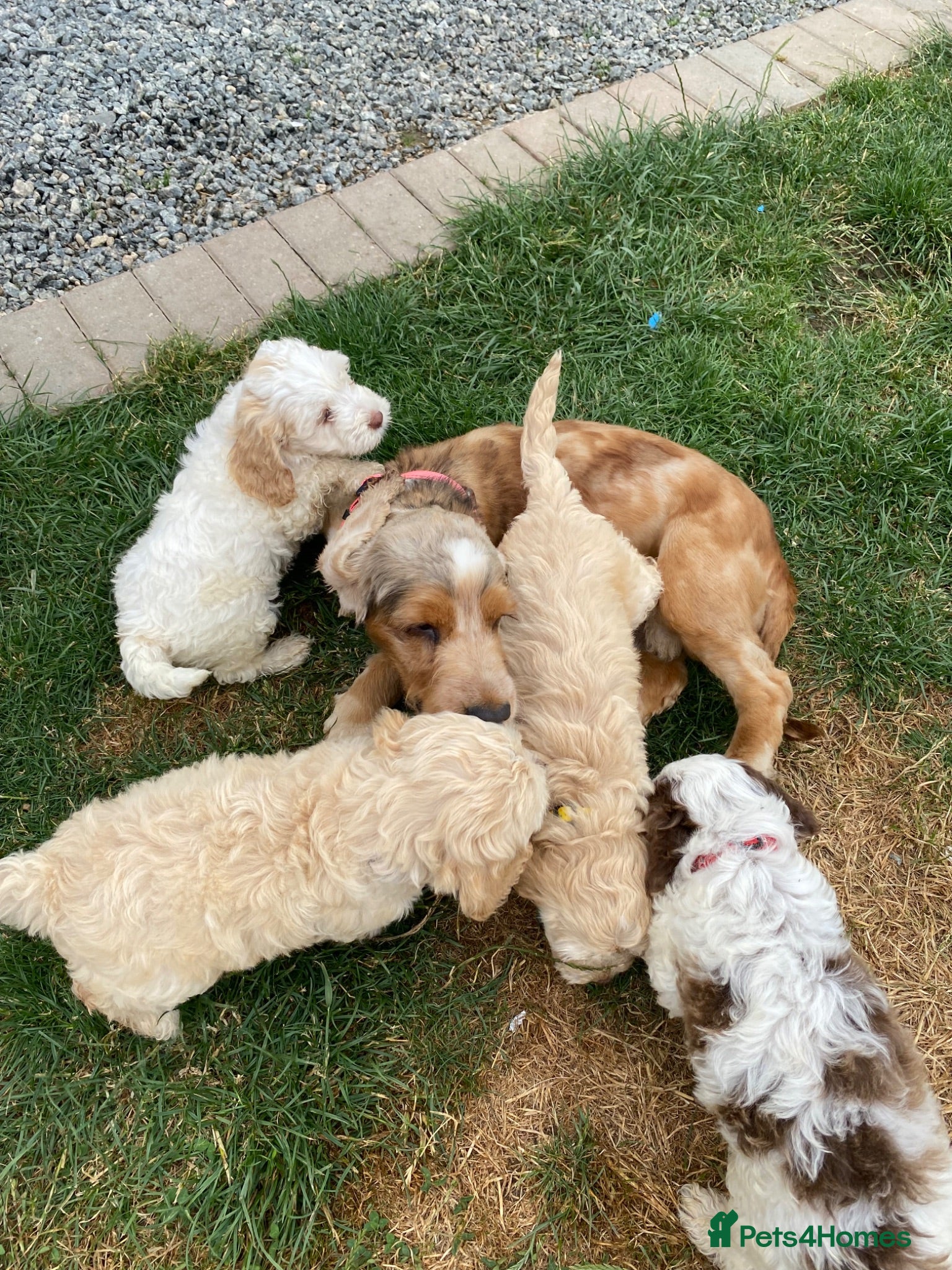 Cockapoo dogs Beautiful cockapoo  puppies - Advert 1