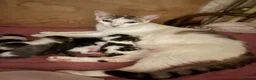 Mixed Breed cats for sale: Playful cute kittens looking for their home in Woodford Green - Advert 12