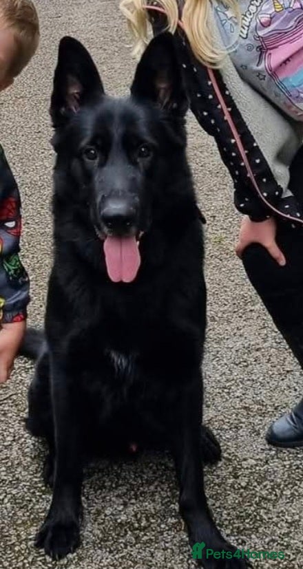 German Shepherd dogs Male German shepard for rehome - Advert 7