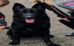 German Shepherd dogs for sale: Male German shepard for rehome - Image 1