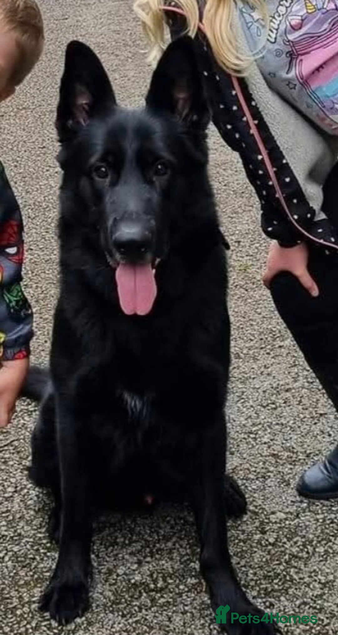 German Shepherd dogs for sale: Male German shepard for rehome - Image 1
