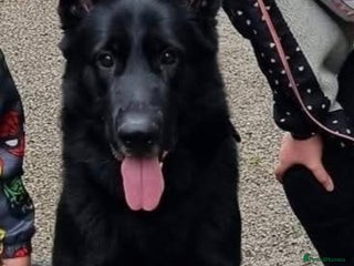 German Shepherd dogs - Advert 35