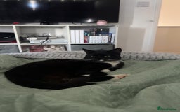 Mixed Breed cats for sale: Tuxedo male cat for sale - Image 4