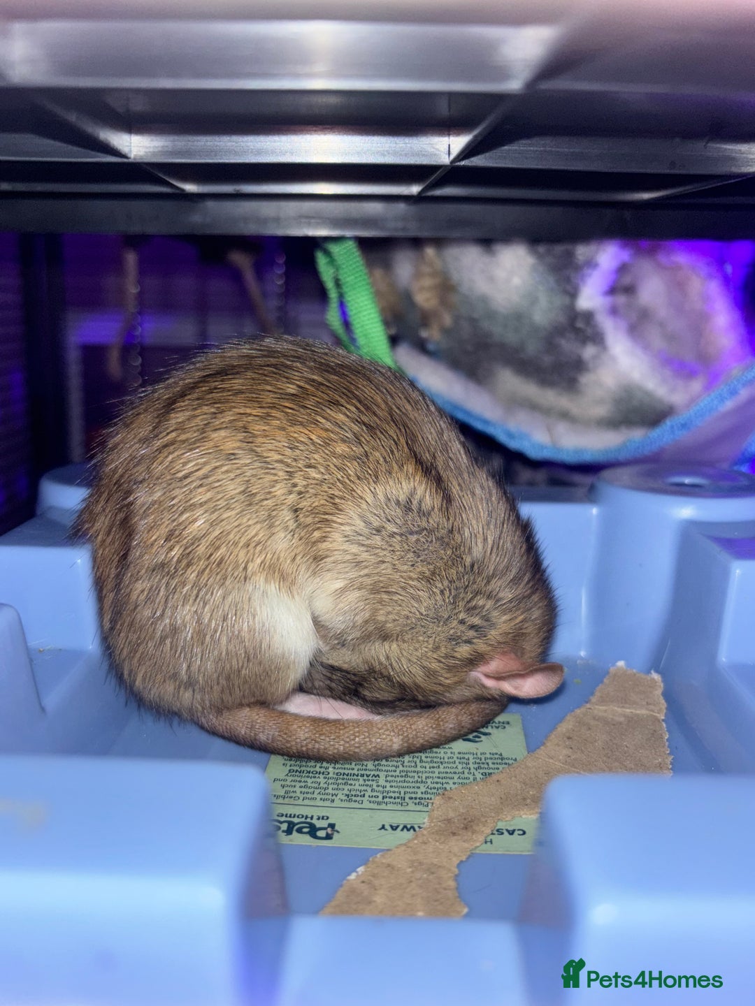 Rat rodents for sale: 3 FEMALE RATS + CAGE - Advert 9