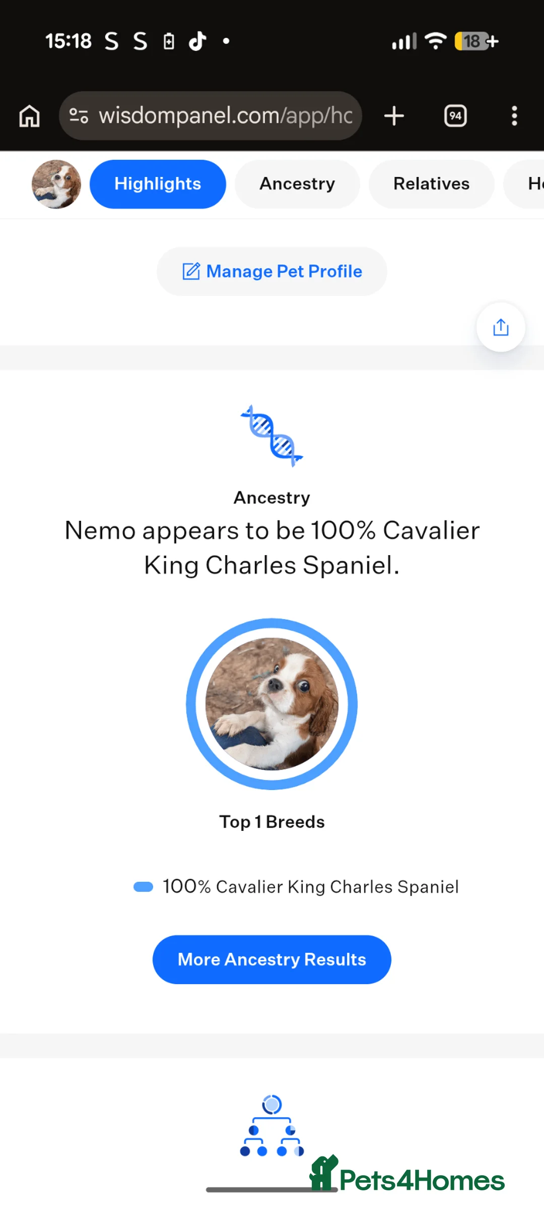 Cavalier King Charles Spaniel dogs for sale: Blenheim Cavalier King Charles Spaniel boy puppy in Berkeley - Advert 2