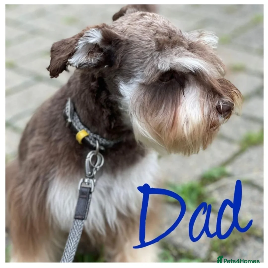 Miniature Schnauzer dogs for sale: 1 boy pup left READY NOW KC registered - Advert 4