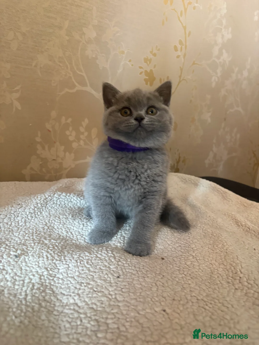 British Shorthair cats for sale: 3 beautiful BSH kittens  in Huddersfield - Advert 1