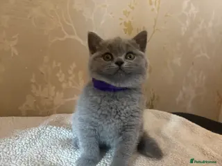 British Shorthair cats 3 beautiful BSH kittens in Huddersfield - Advert 1