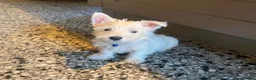 West Highland Terrier dogs for sale: Beautiful Westie puppies for sale  - Advert 10