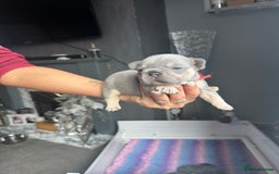 French Bulldog dogs for sale: 2 litters available from Natk9 clinic *JESUS PUPS* - Image 21
