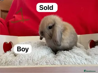 Mini Lop rabbits Only one gorgeous girl left! Ready to go now - Advert 5