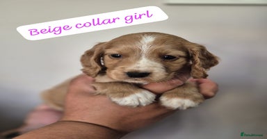 Cocker Spaniel dogs - Advert 8