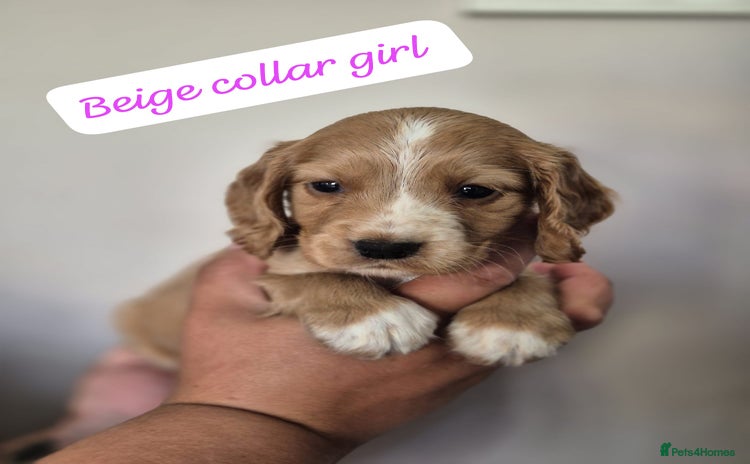 Cocker Spaniel dogs - Advert 11