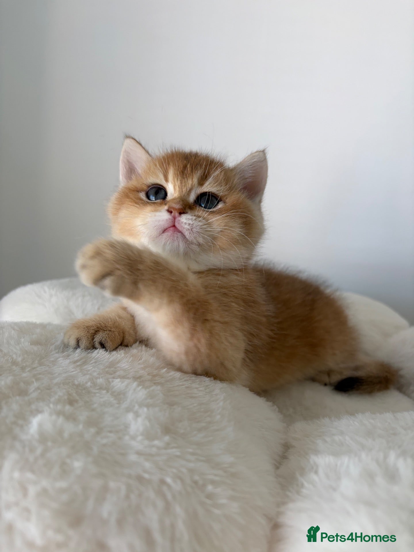 British Shorthair cats Exquisite Show quality TICA Reg Golden Babies - Advert 1
