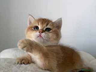 British Shorthair cats Exquisite Show quality TICA Reg Golden Babies - Advert 1