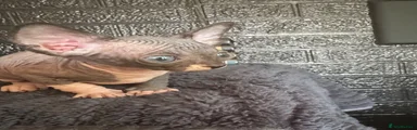 Sphynx 3