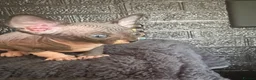 Sphynx cats for sale: Sphynx kittens TICA registered  - Advert 15