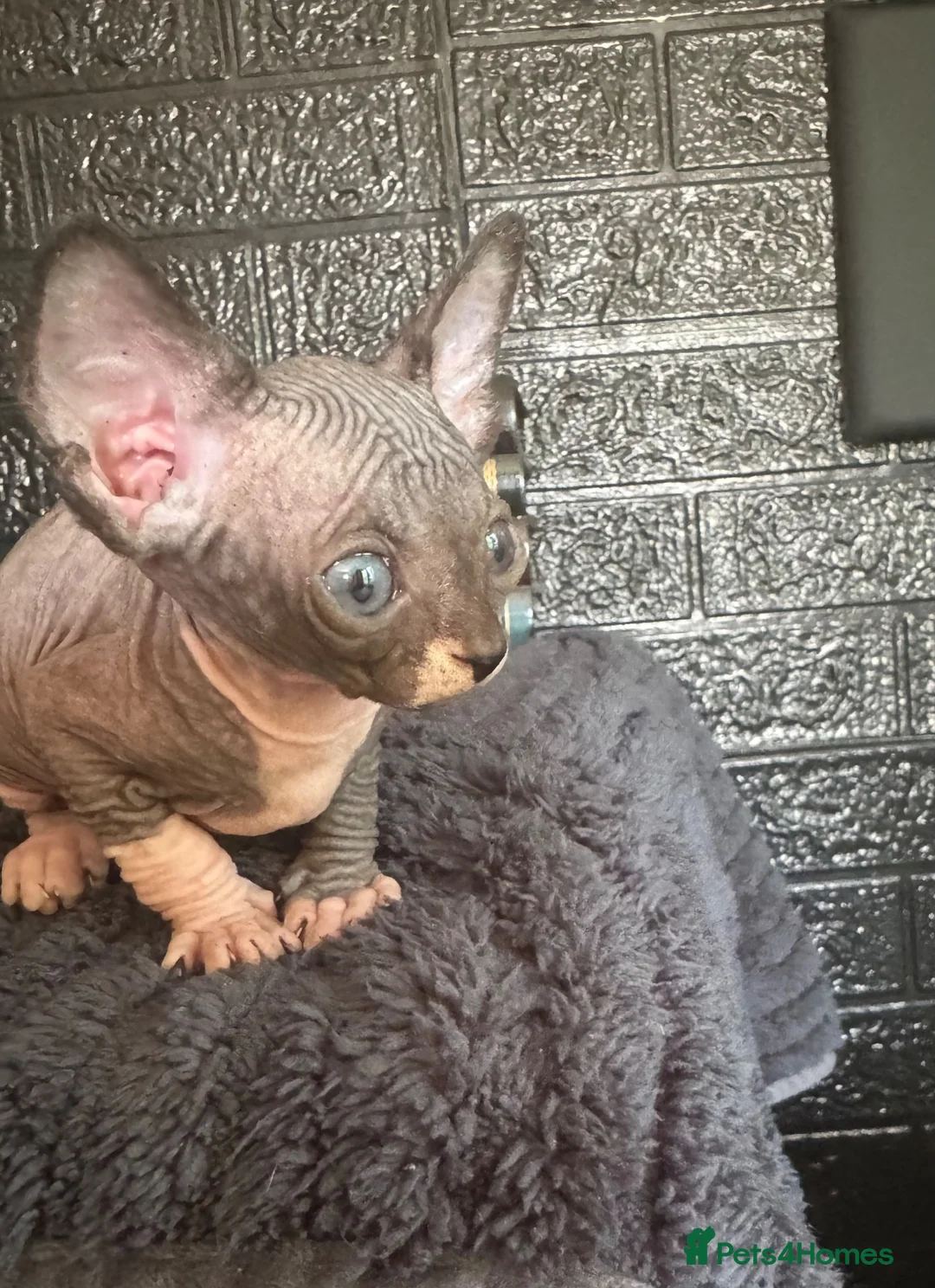 Sphynx cats for sale: Sphynx kittens TICA registered  - Advert 15