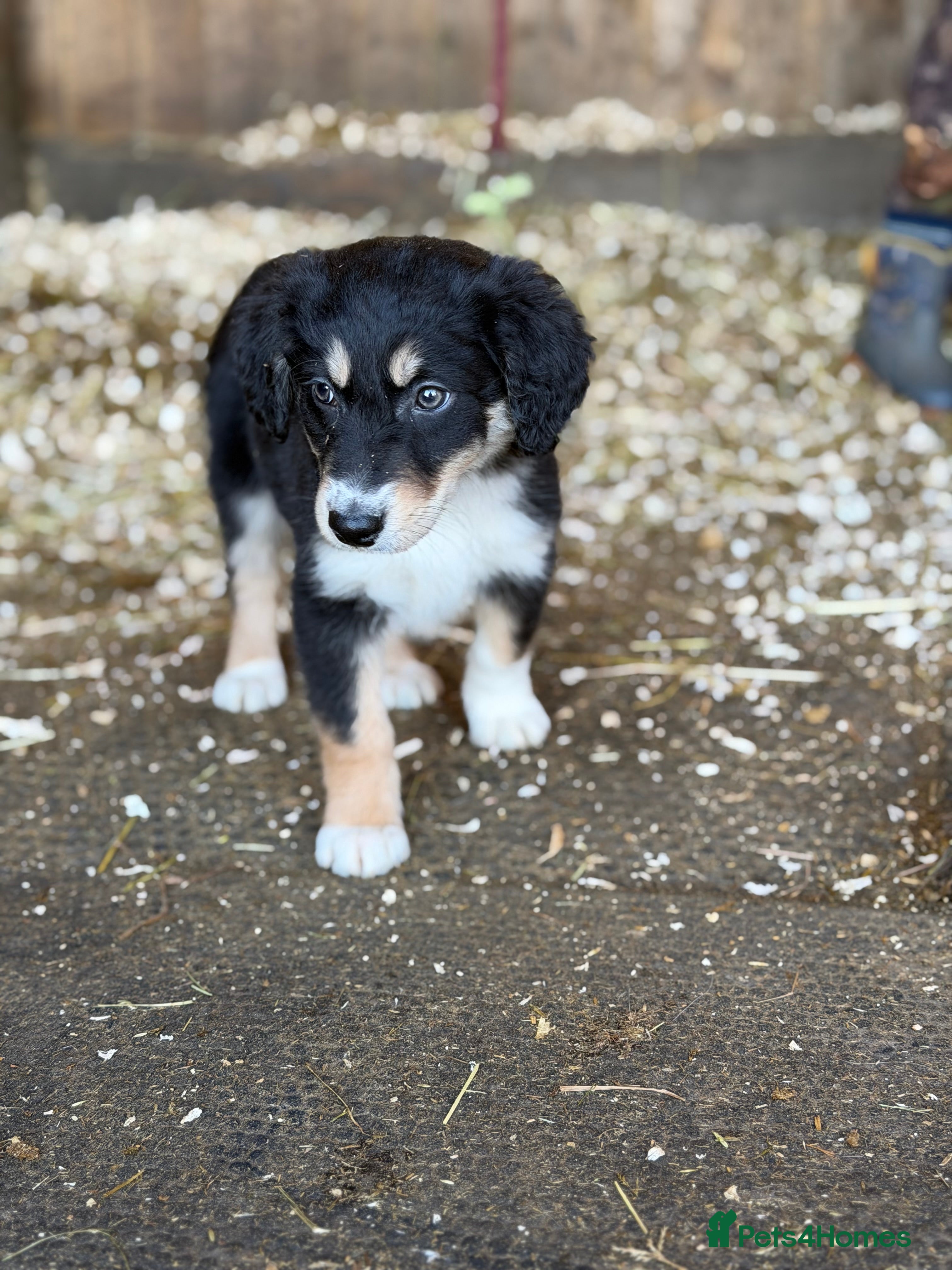 Mixed Breed dogs Collie x Saluki Greyhound  - Advert 10