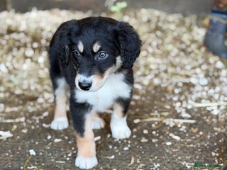 Mixed Breed dogs Collie x Saluki Greyhound - Advert 10