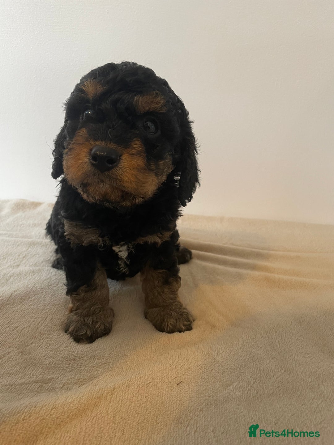 Cavapoo dogs for sale: ⭐ adorable Cavapoo’s ⭐  - Advert 17