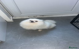 Pomeranian dogs for sale: Pomeranian  - Image 5