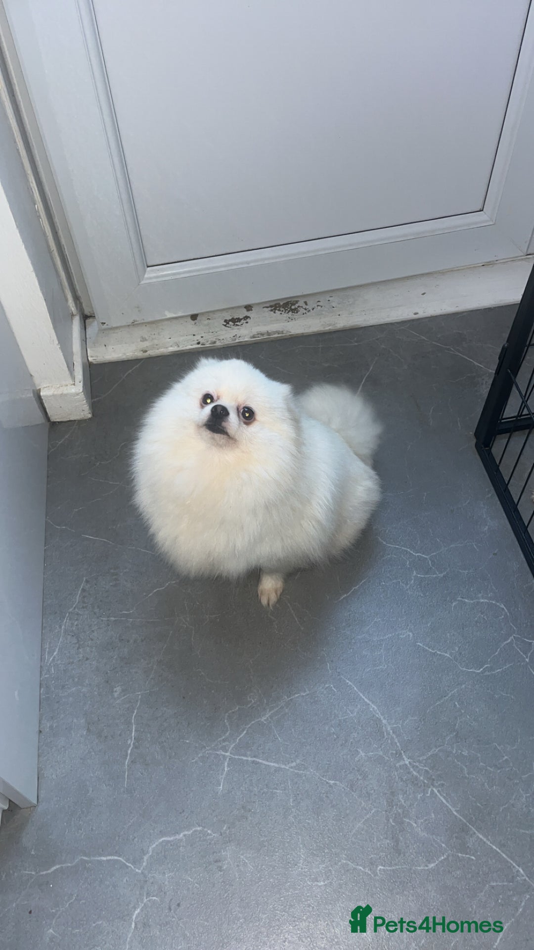 Pomeranian dogs for sale: Pomeranian  - Image 5