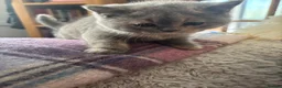 British Shorthair cats for sale: Stunning blue and cream bsh tortie GCCF reg!  - Advert 7