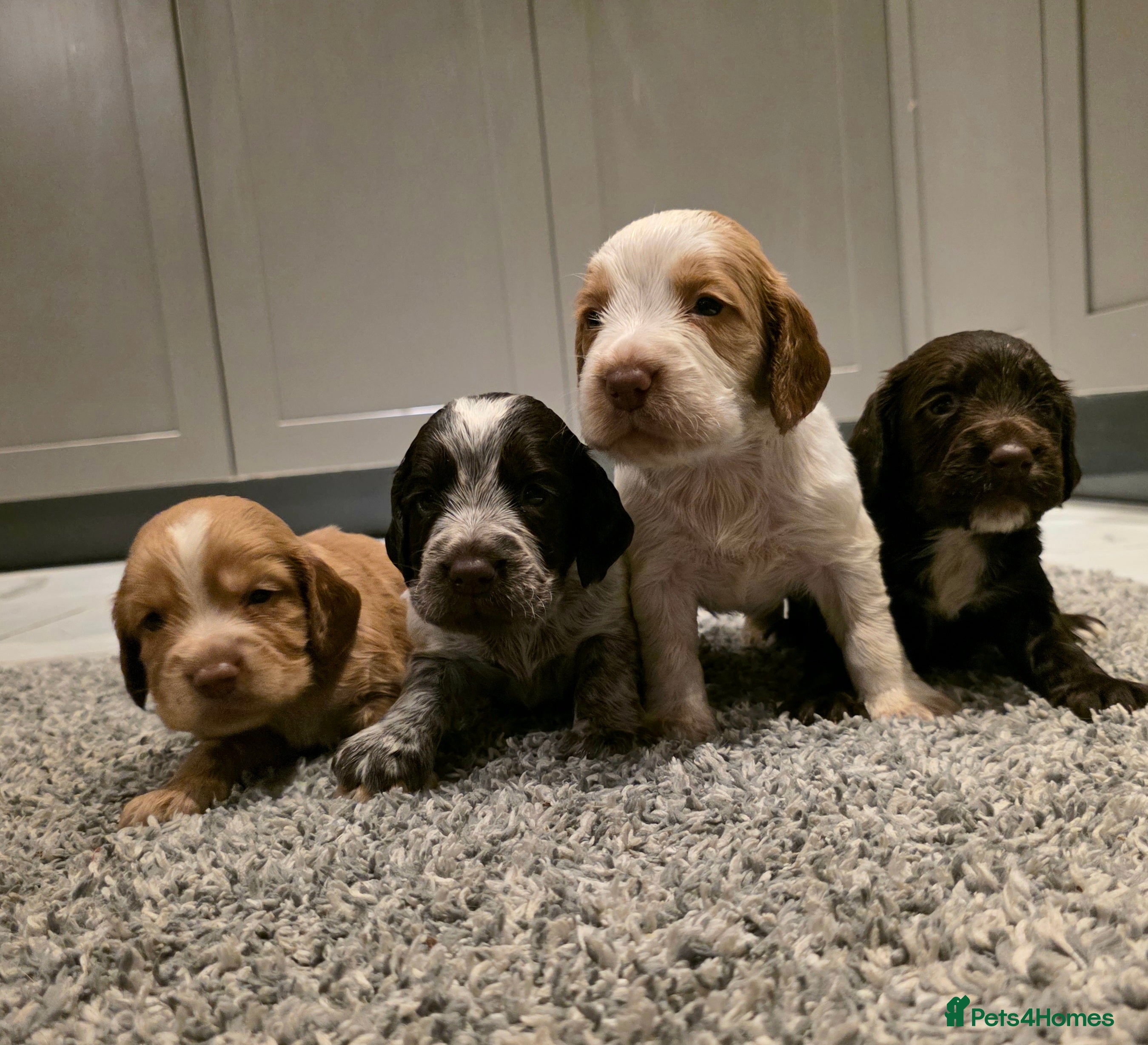 Cocker Spaniel dogs Beautiful Working cocker spaniel puppies - Advert 10