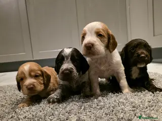 Cocker Spaniel dogs Beautiful Working cocker spaniel puppies - Advert 6