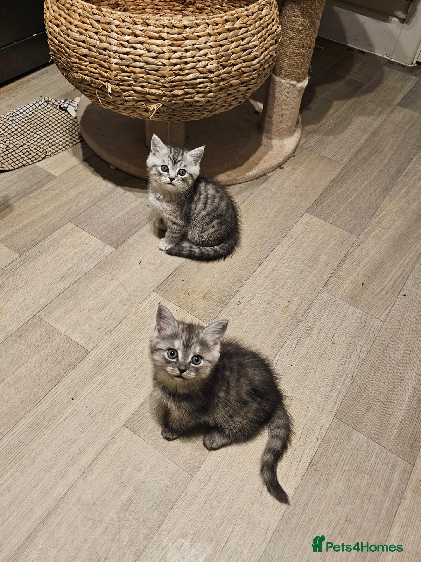 Mixed Breed cats for sale: Chinchilla persian cross kittens  - Advert 3